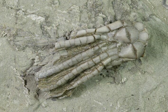 Crinoid (Scytalocrinus) Fossil - Crawfordsville, Indiana #136525